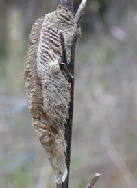 Narrow-winged Mantis